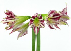 hippeastrum Santiago (1)